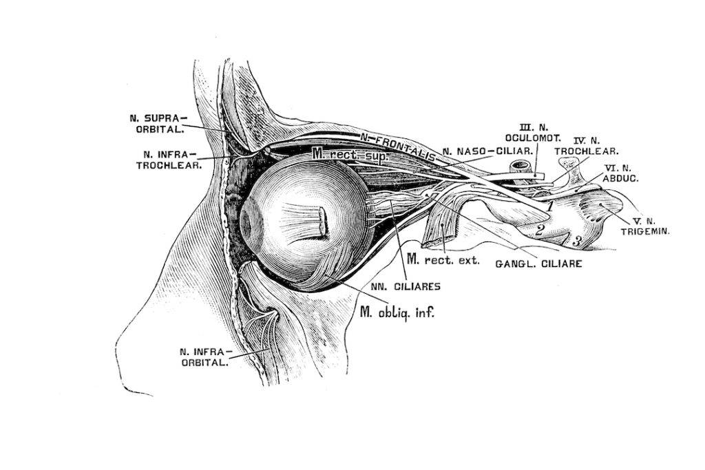 medical drawing of an eye